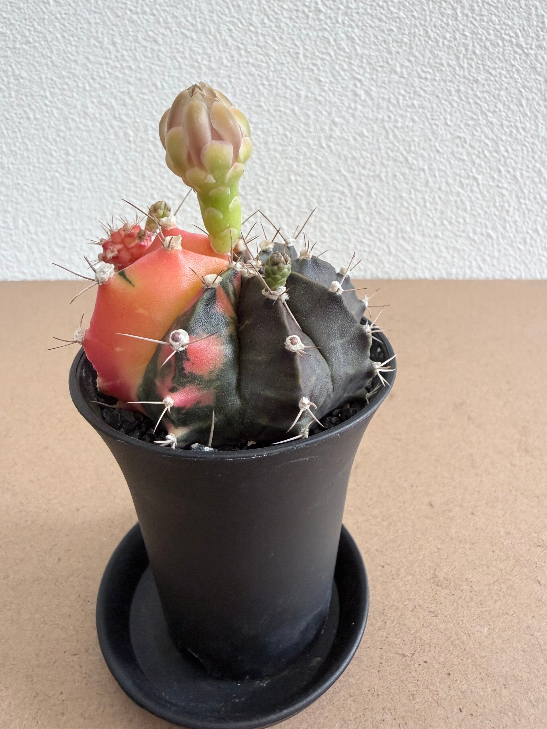 gymnocalycium mihanovichii japan 8