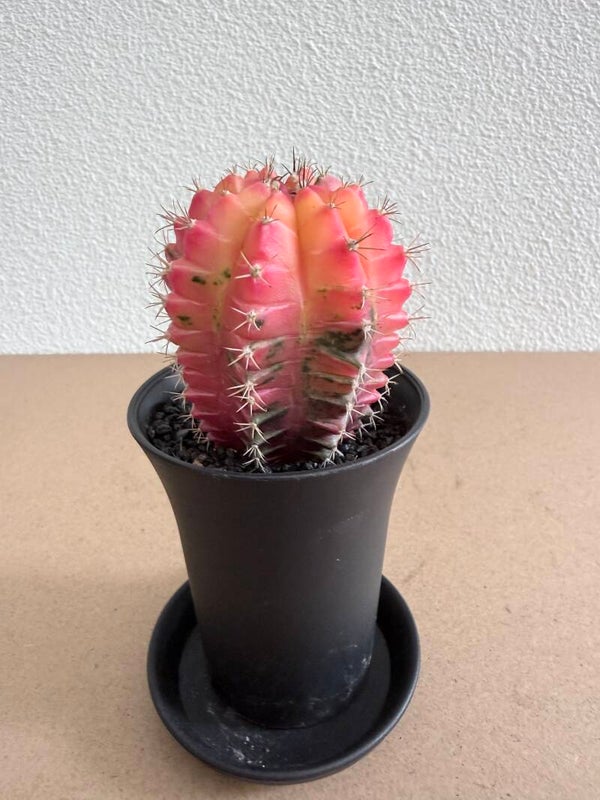 gymnocalycium mihanovichii japan 9