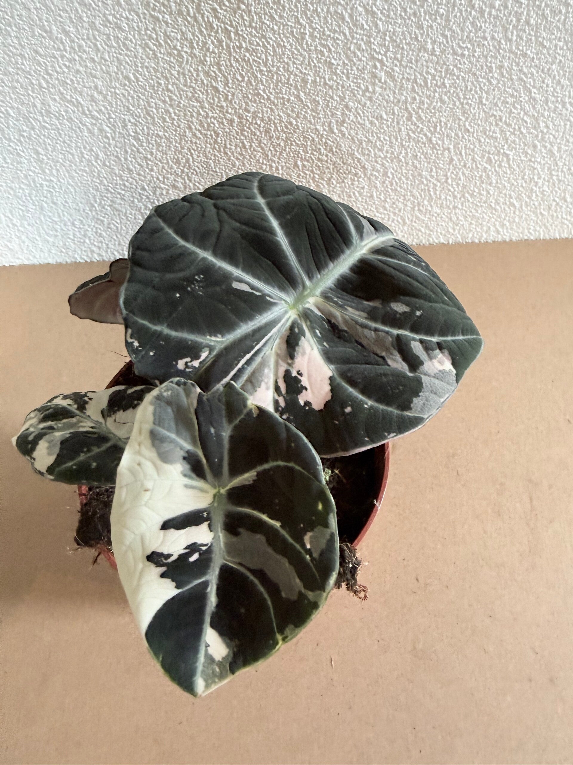 Alocasia Black Velvet Pink Variagata 1