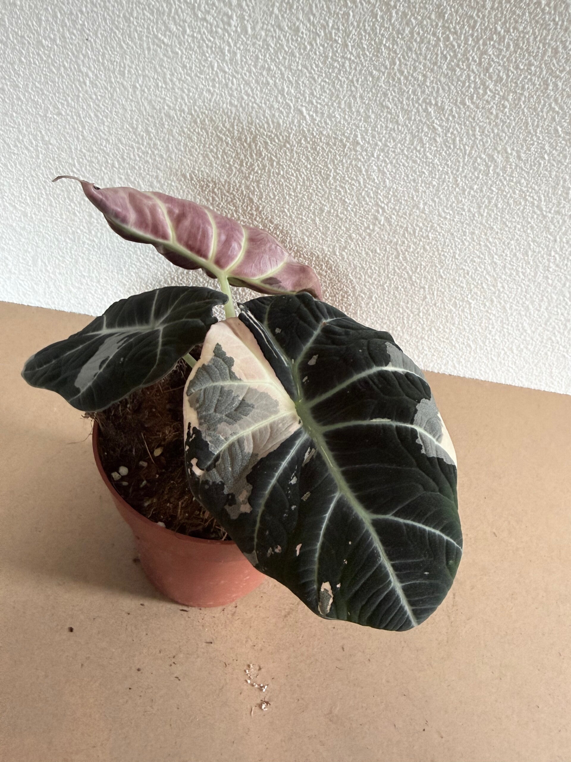 Alocasia Black Velvet Pink Variagata 2