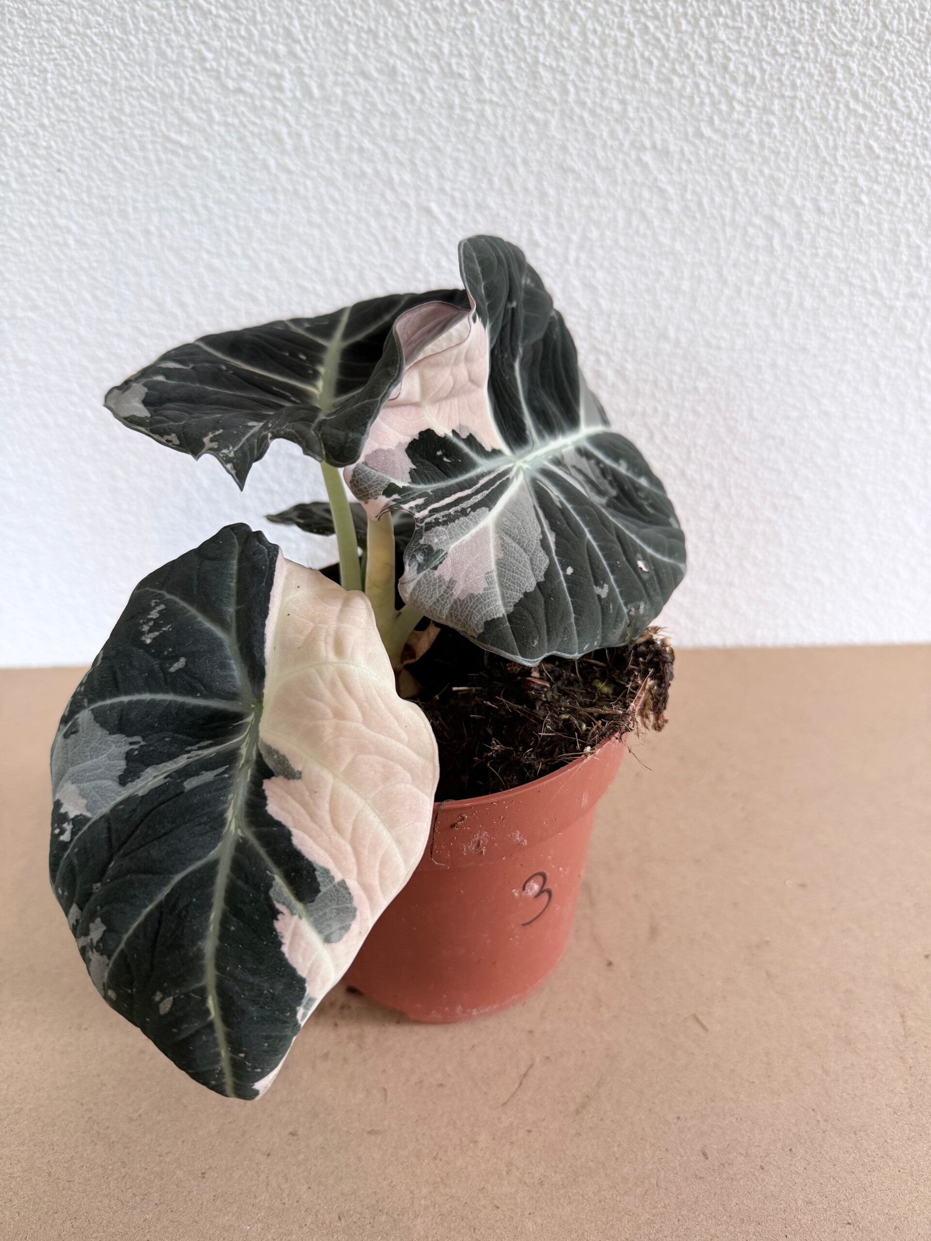 Alocasia Black Velvet Pink Variagata 3