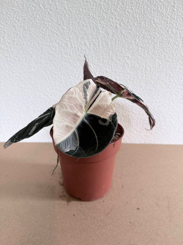 Alocasia Black Velvet Pink Variagata 4