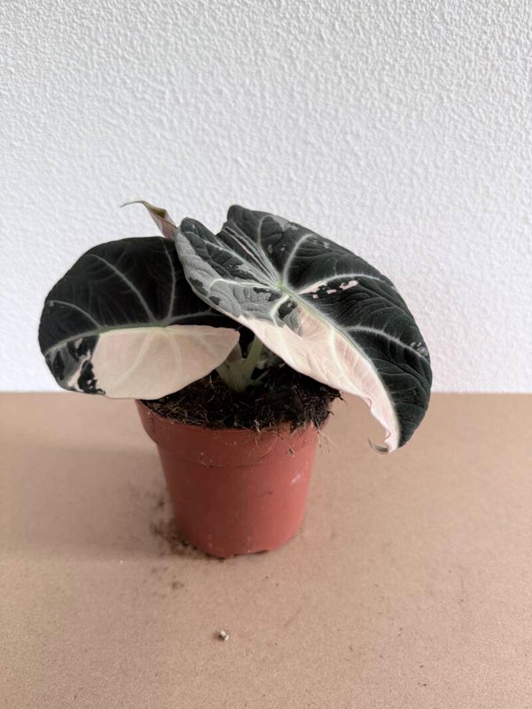 Alocasia Black Velvet Pink Variagata 5