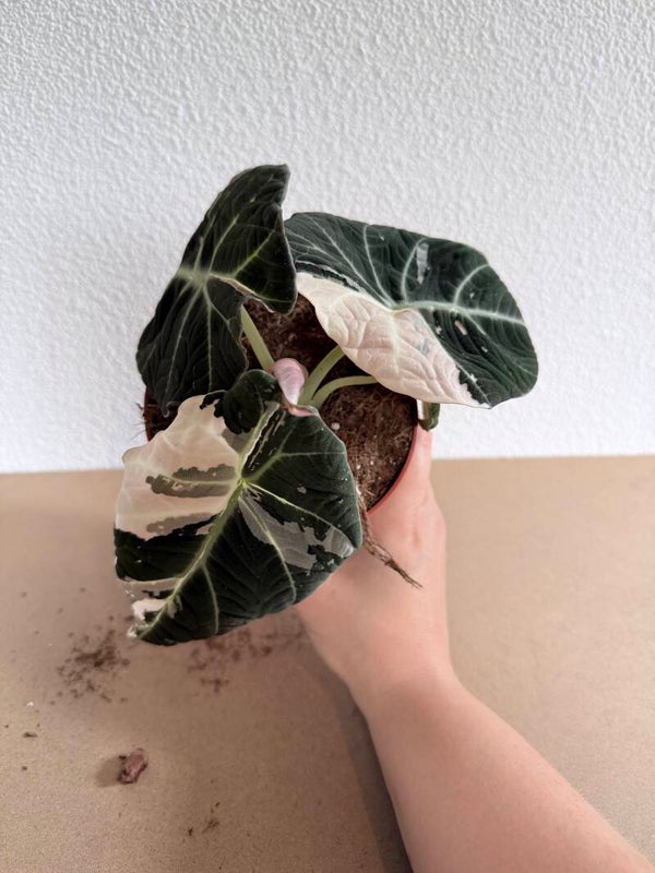 Alocasia Black Velvet Pink Variagata 6