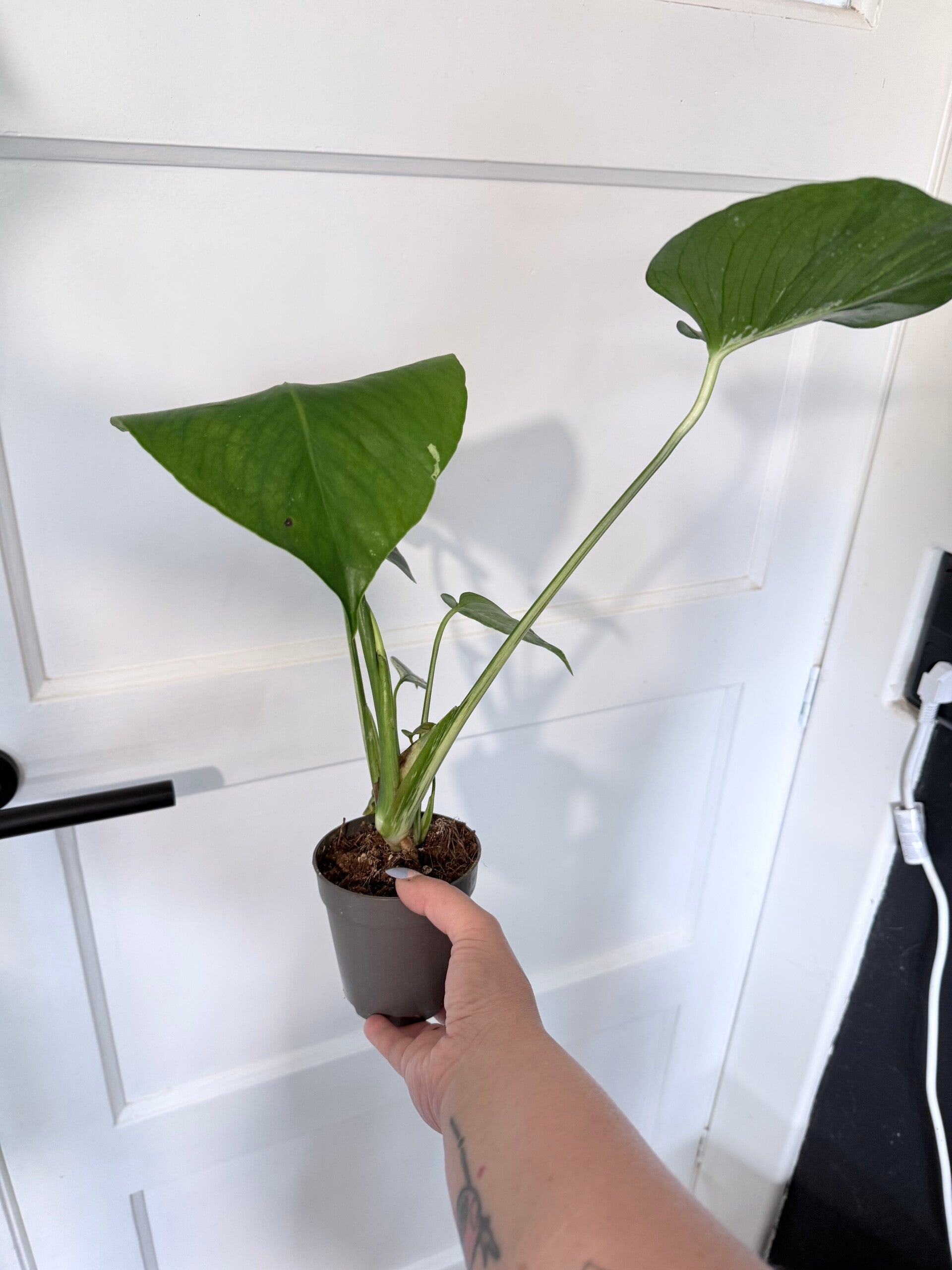 Monstera Bulbasaur 4