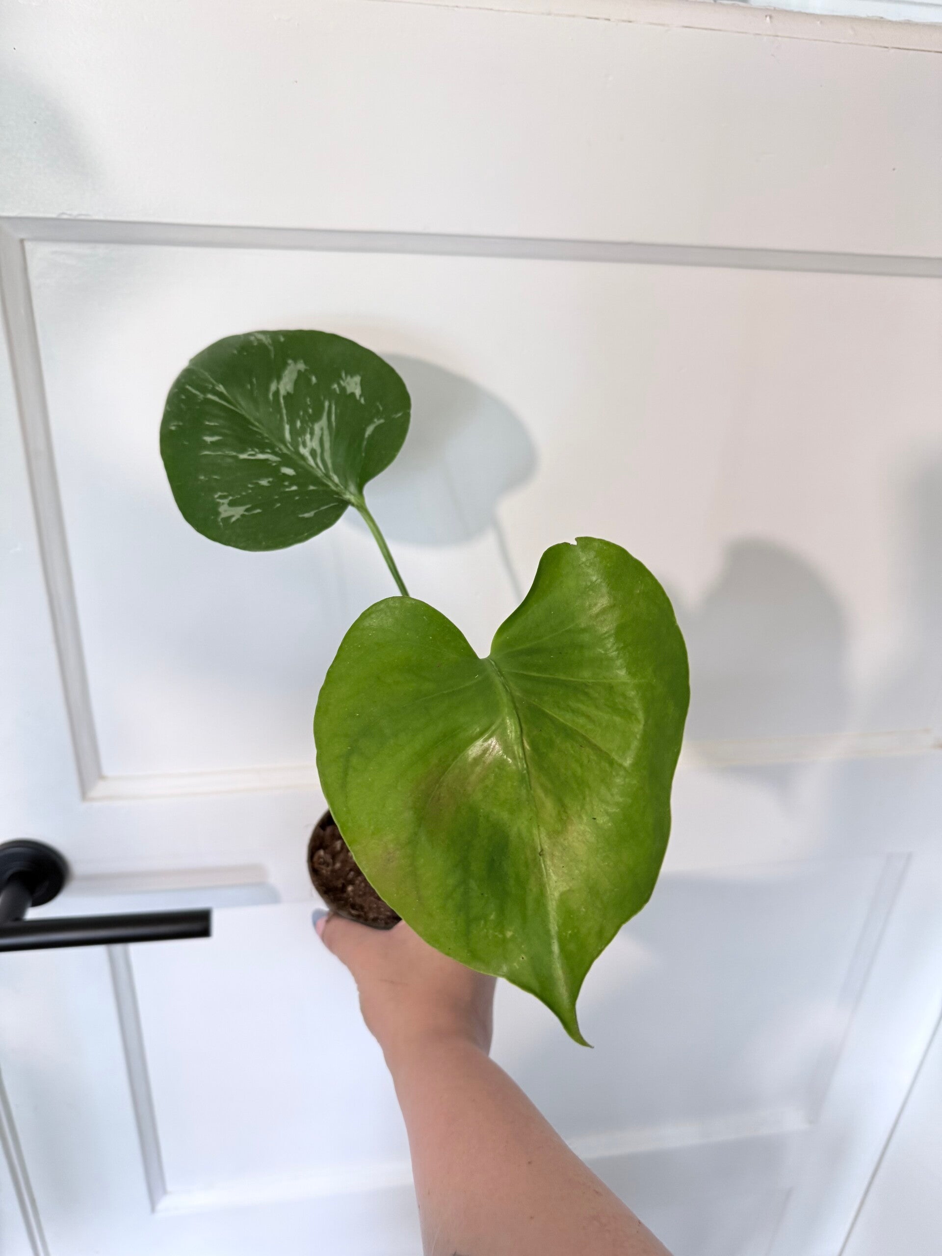 Monstera Bulbasaur 2