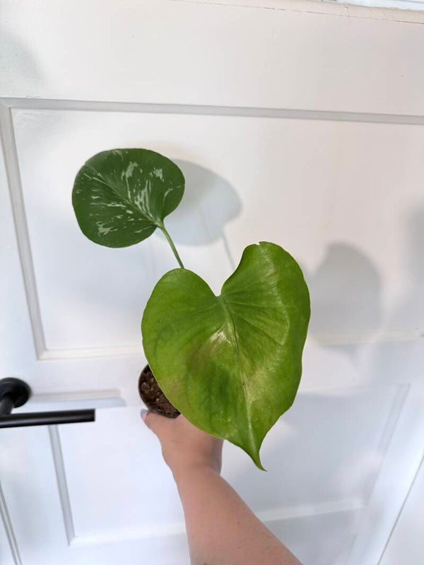 Monstera Bulbasaur 2