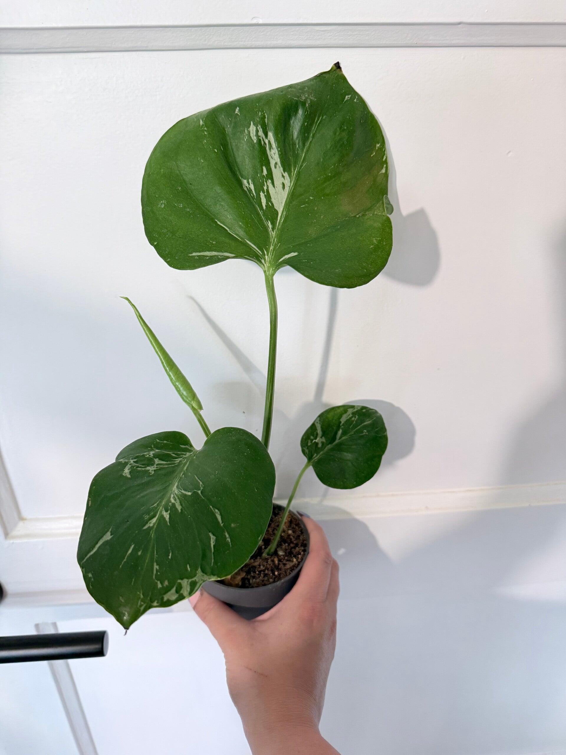Monstera Bulbasaur 9