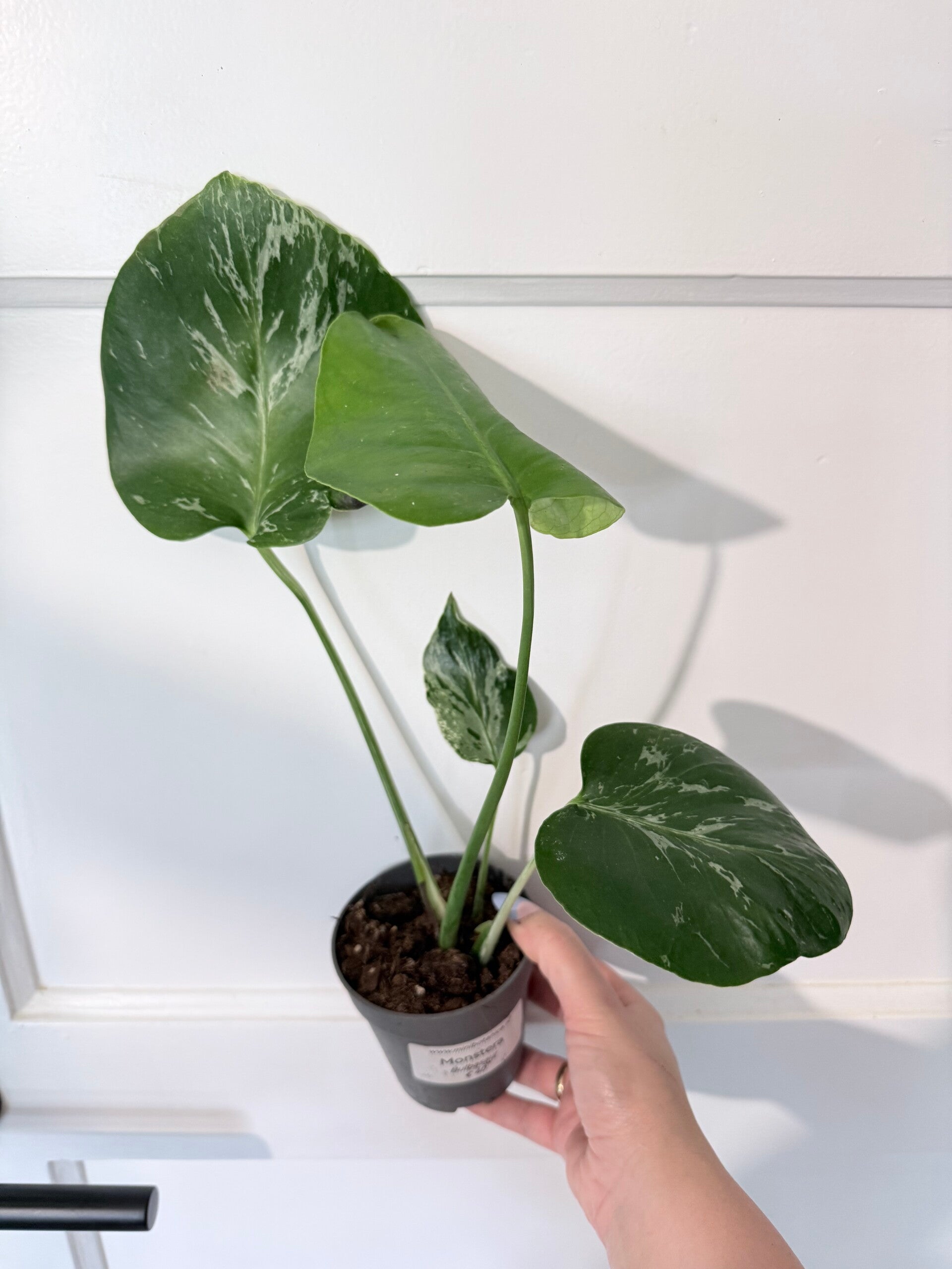Monstera Bulbasaur 1