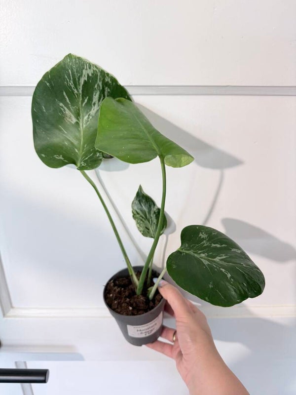Monstera Bulbasaur 1
