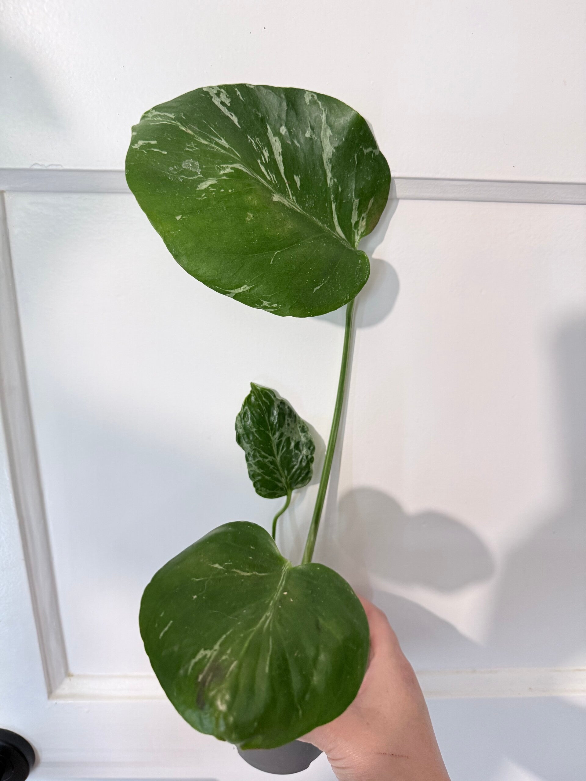 Monstera Bulbasaur 11