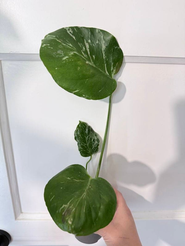 Monstera Bulbasaur 11
