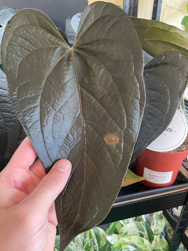 Anthurium Queen of Hearts