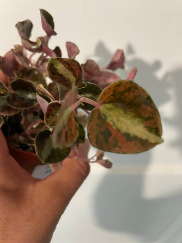 Peperomia Creme Brulee