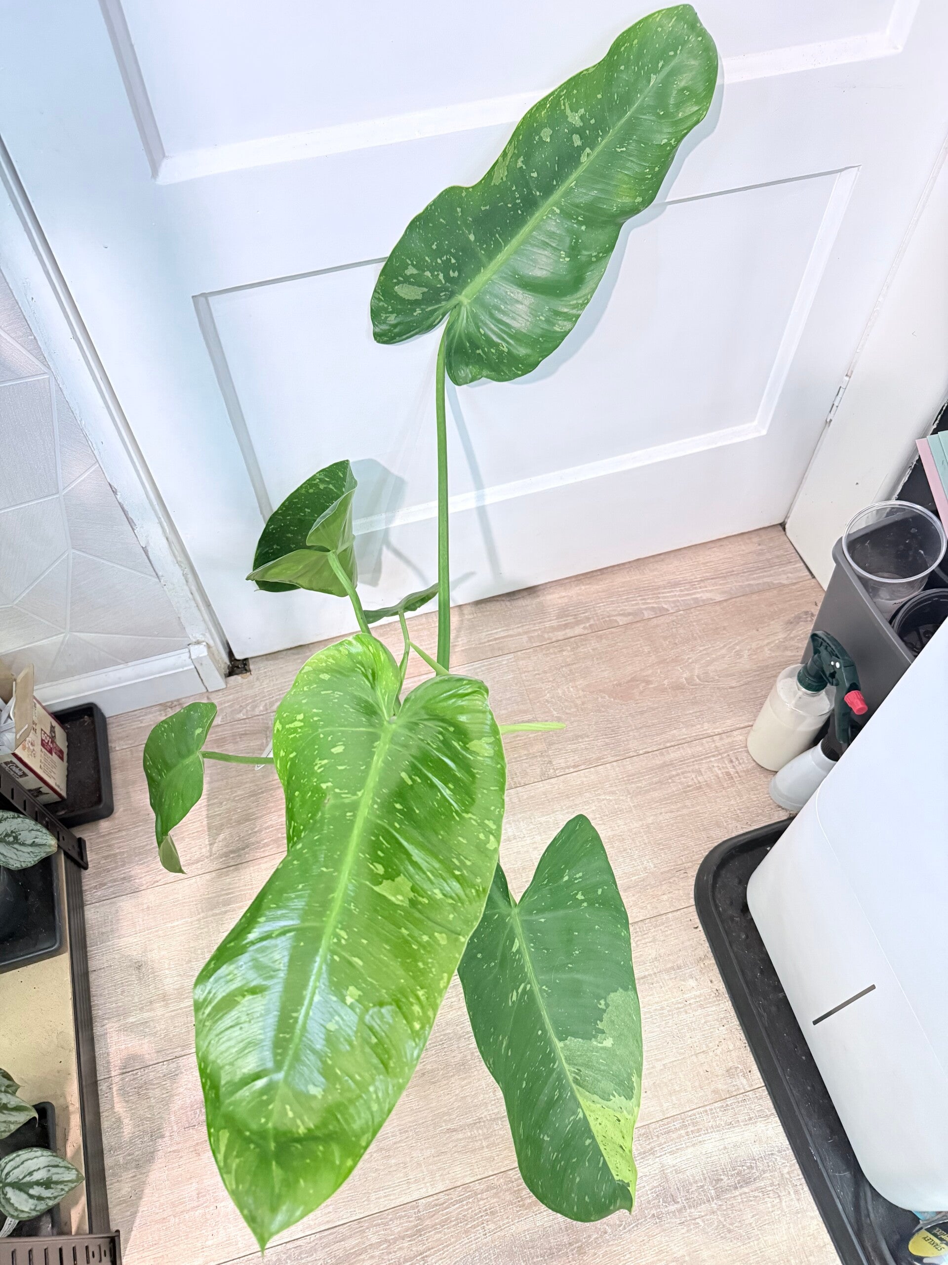 Philodendron Jose Bueno Variagata 1