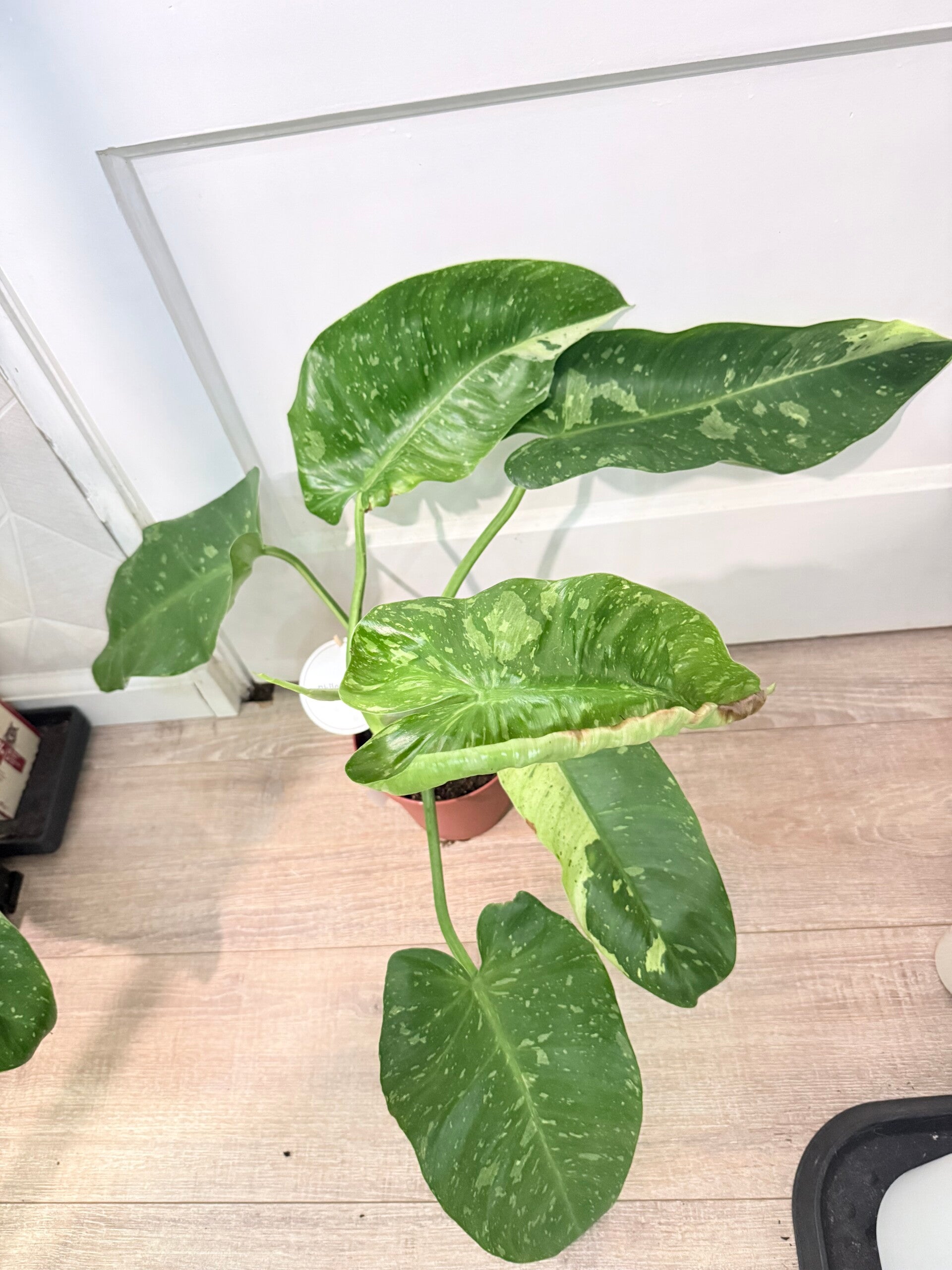 Philodendron Jose Bueno Variagata 2