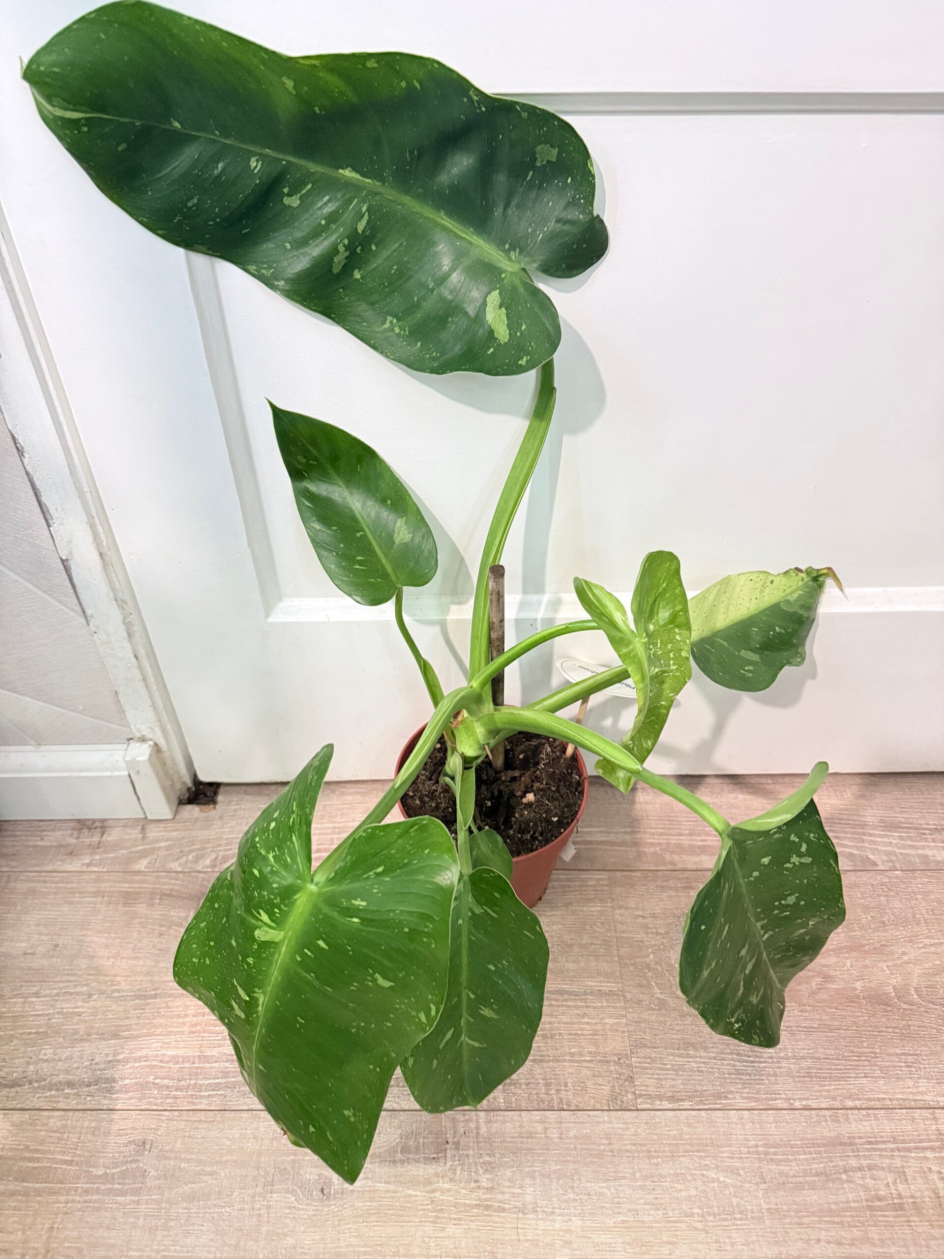 Philodendron Jose Bueno Variagata 3