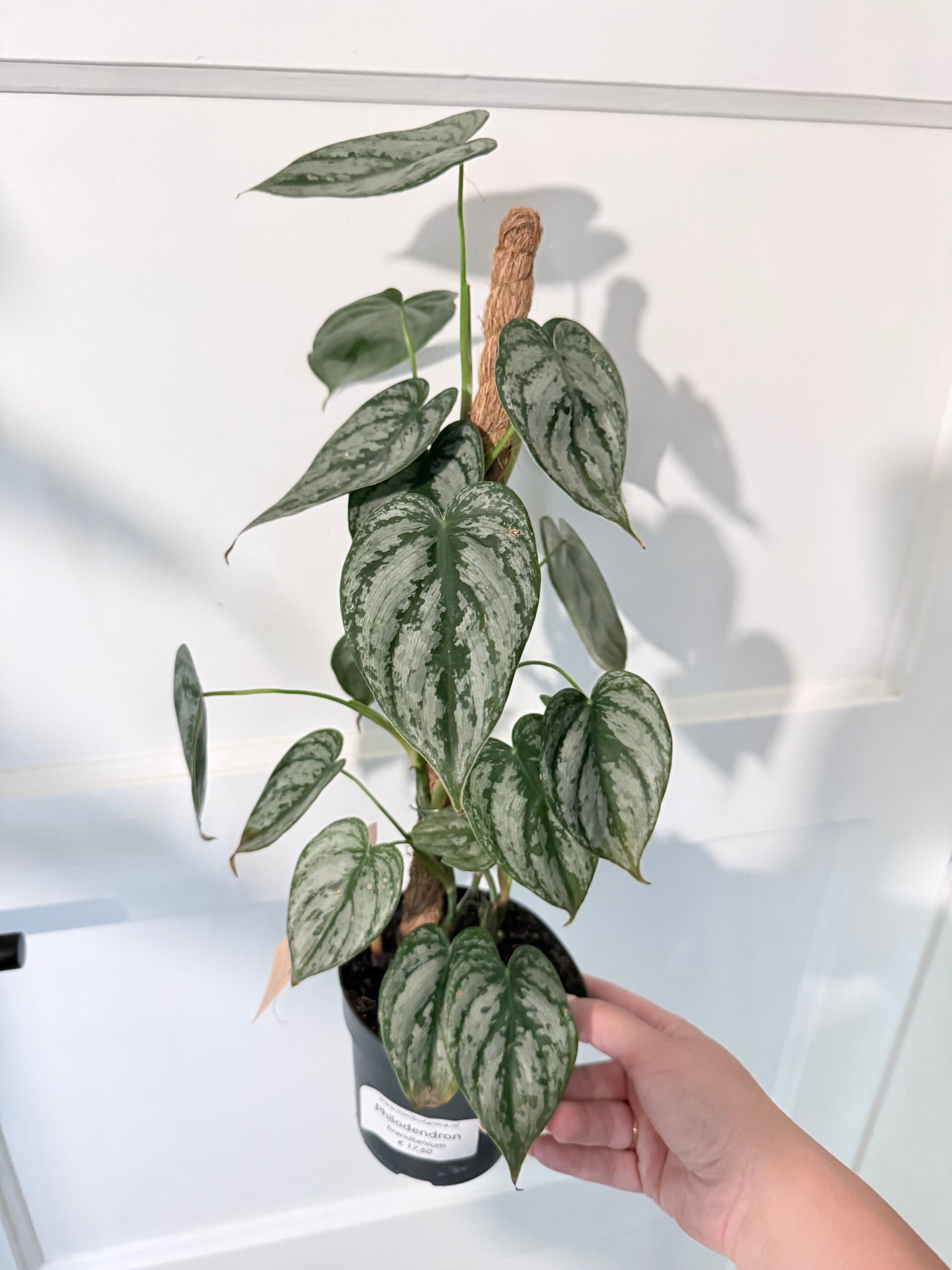 Philodendron Brandtianum