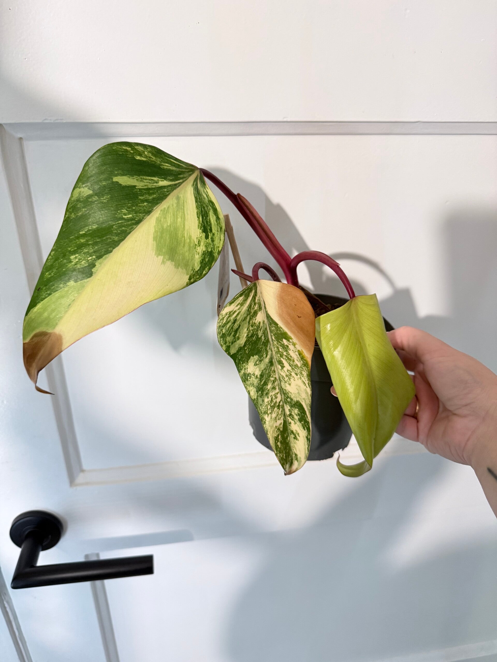 Philodendron Strawberry Shake 1