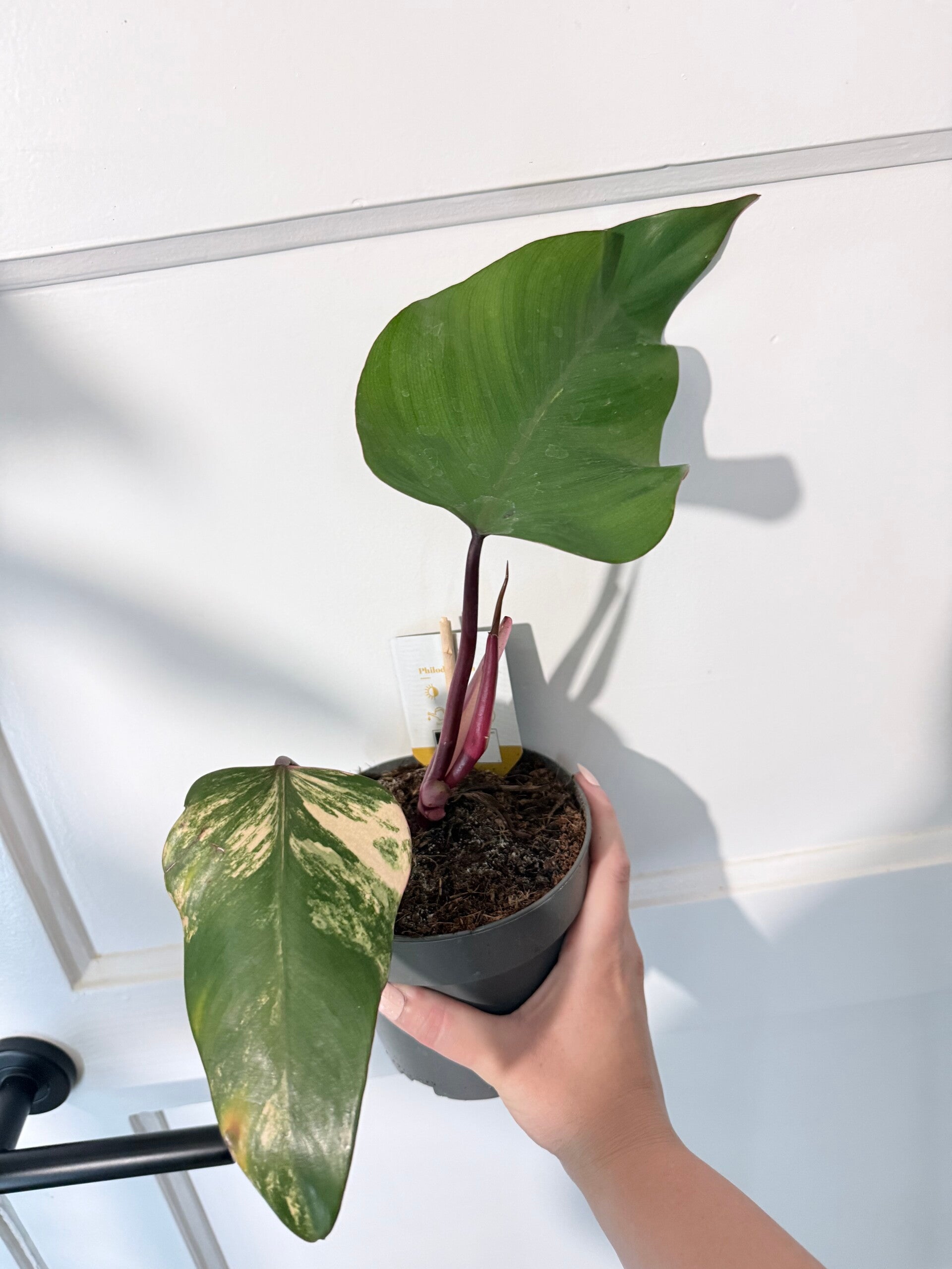 Philodendron Strawberry Shake 2