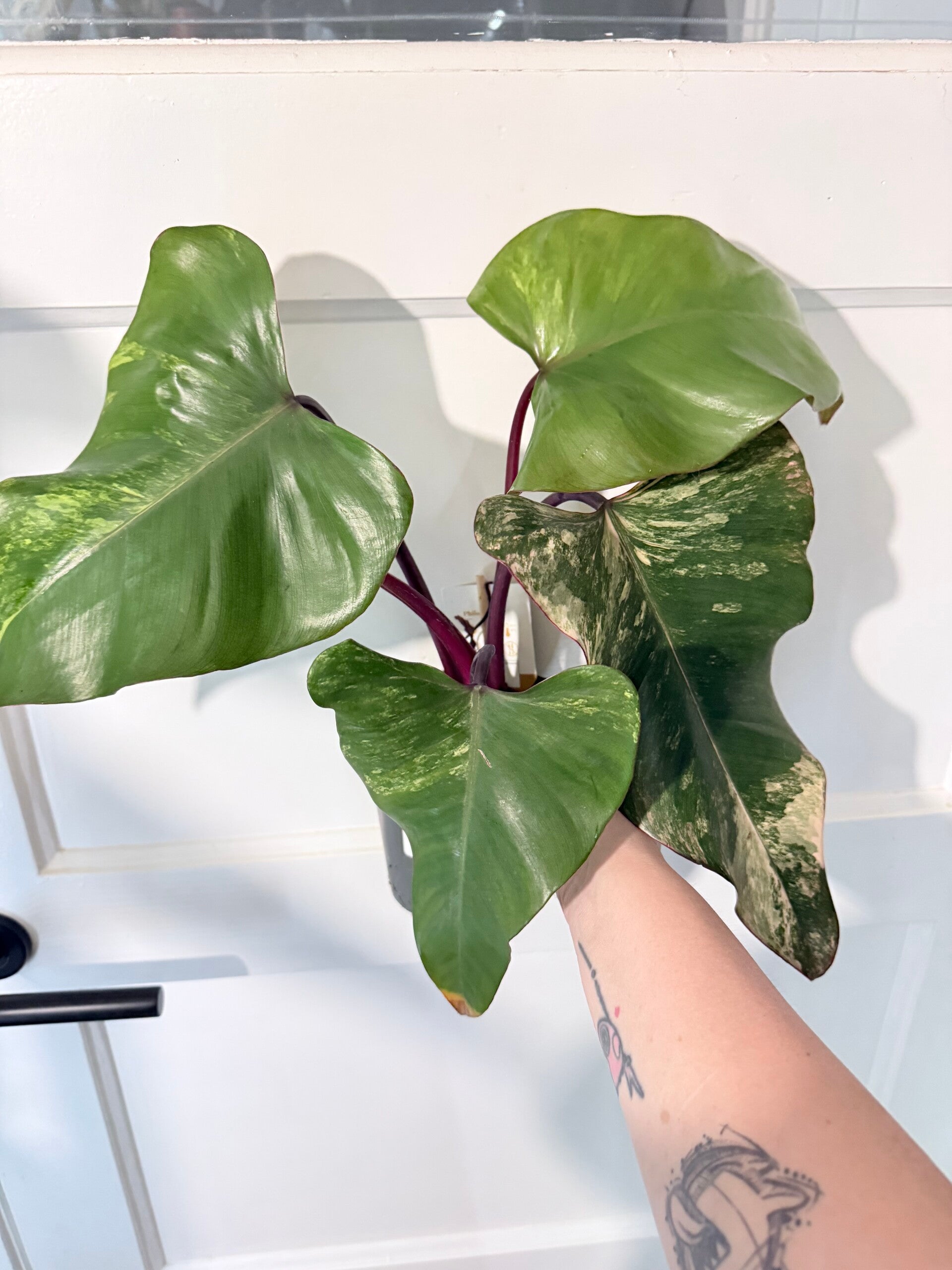 Philodendron Strawberry Shake 3