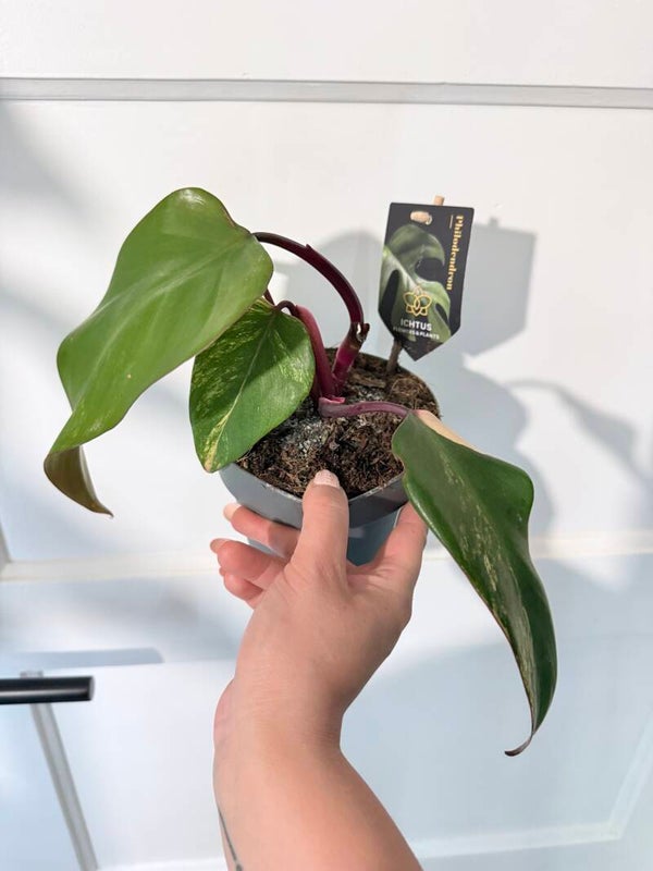 Philodendron Strawberry Shake 4