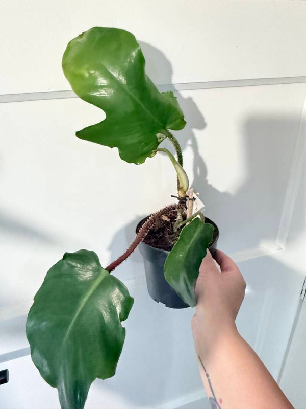 Philodendron Squamiferum 2