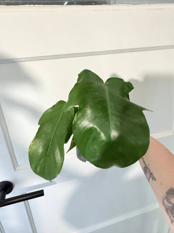 Philodendron Squamiferum 1