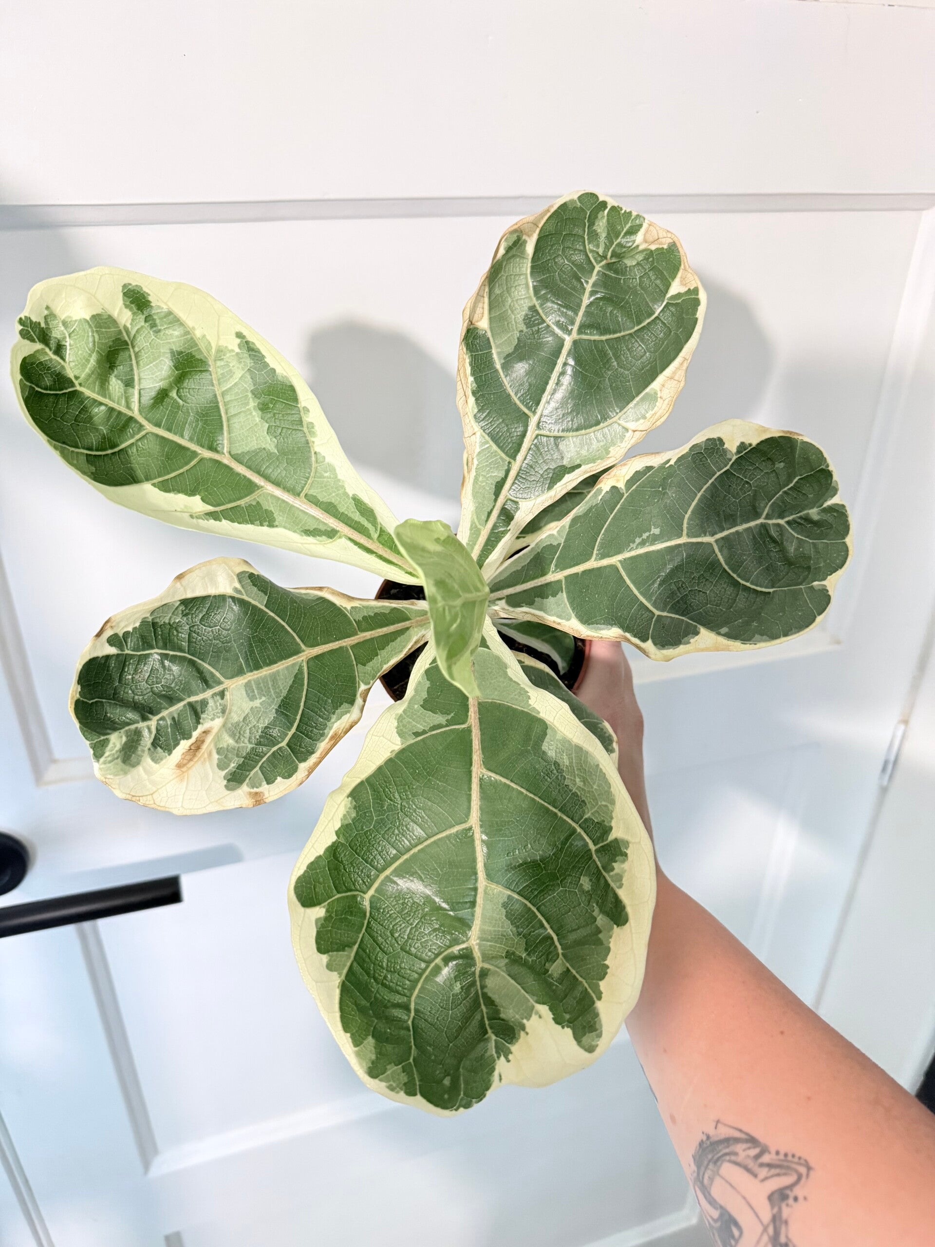 Ficus Lyrata Variegata 1