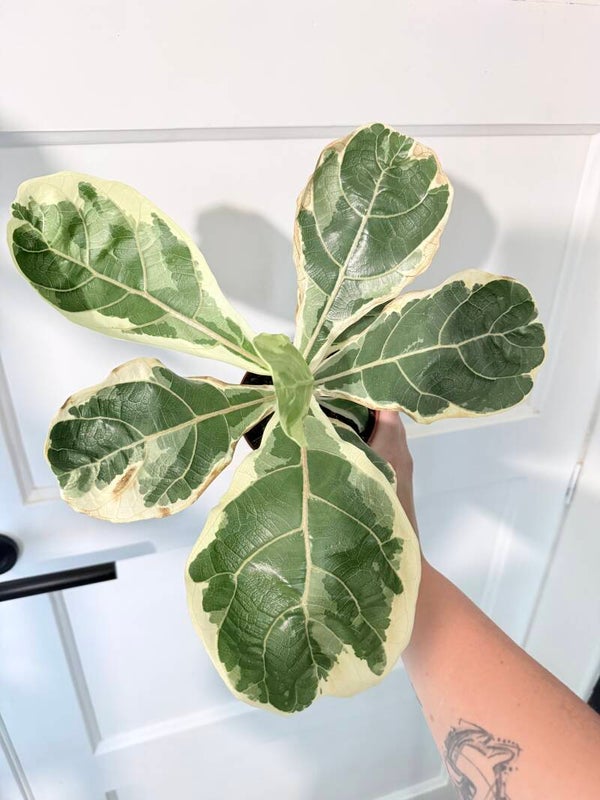 Ficus Lyrata Variegata 1