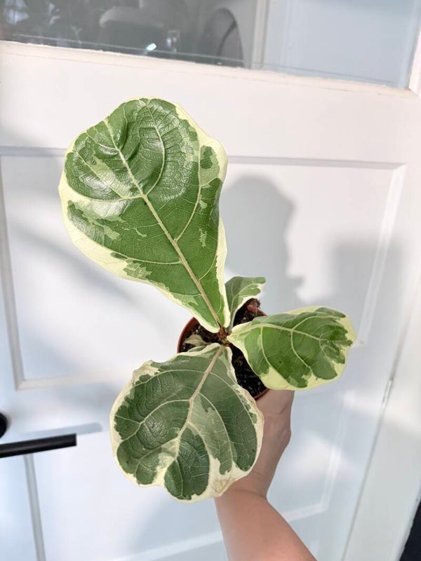 Ficus Lyrata Variegata 2