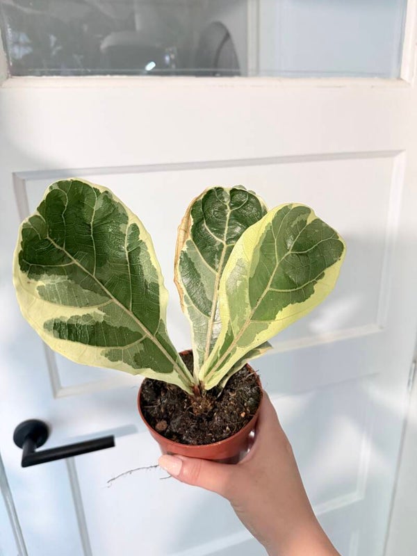 Ficus Lyrata Variegata 3
