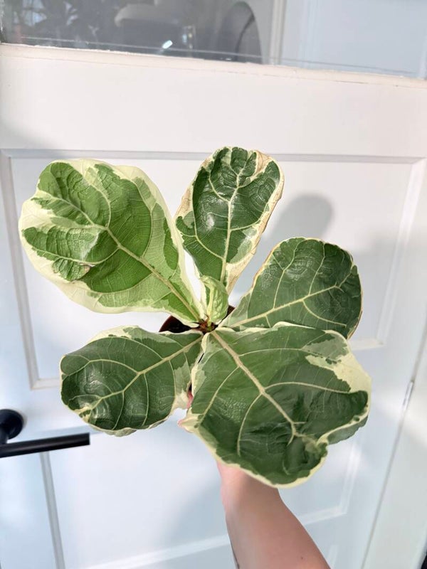 Ficus Lyrata Variegata 4