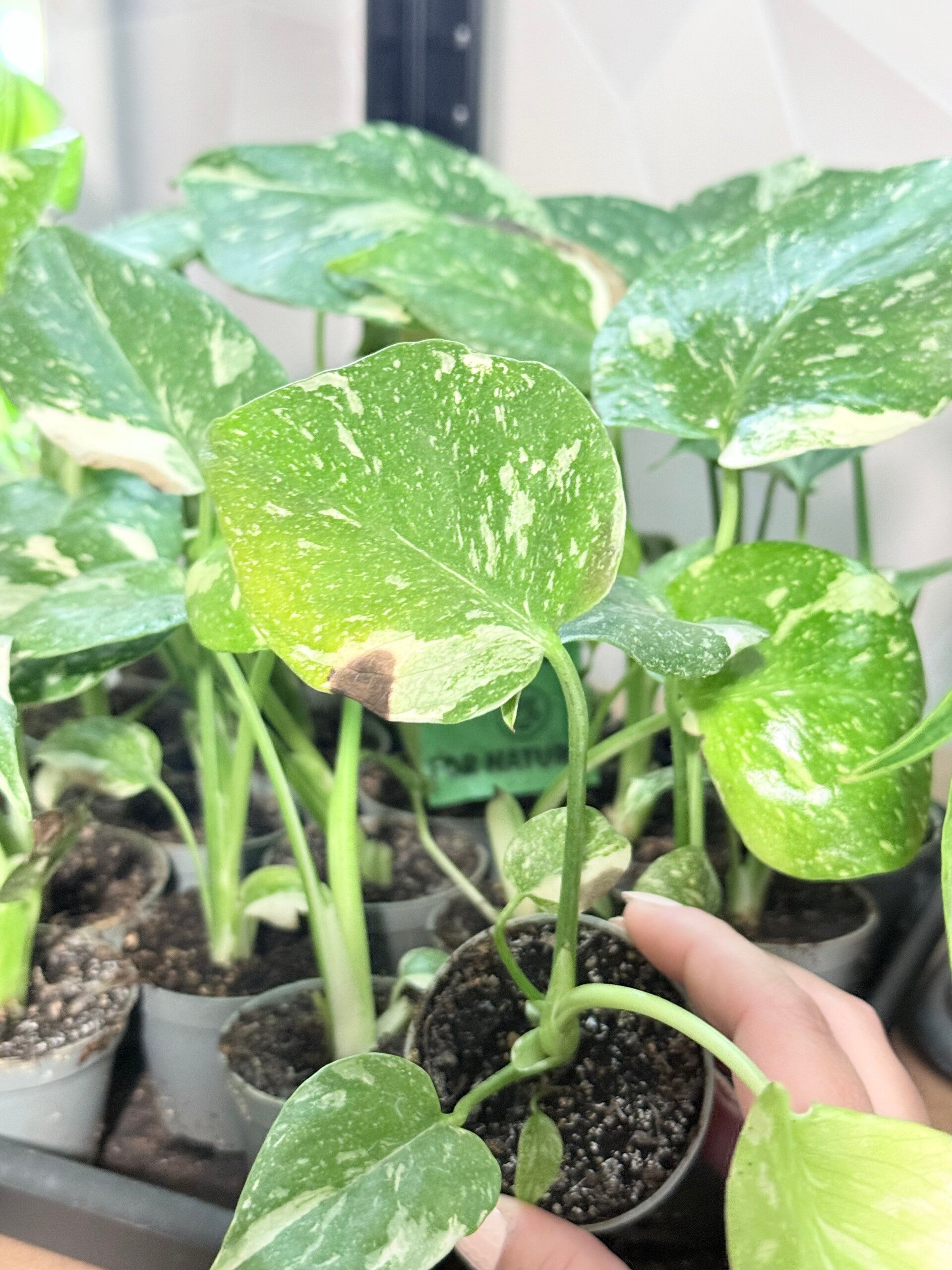 Monstera thai