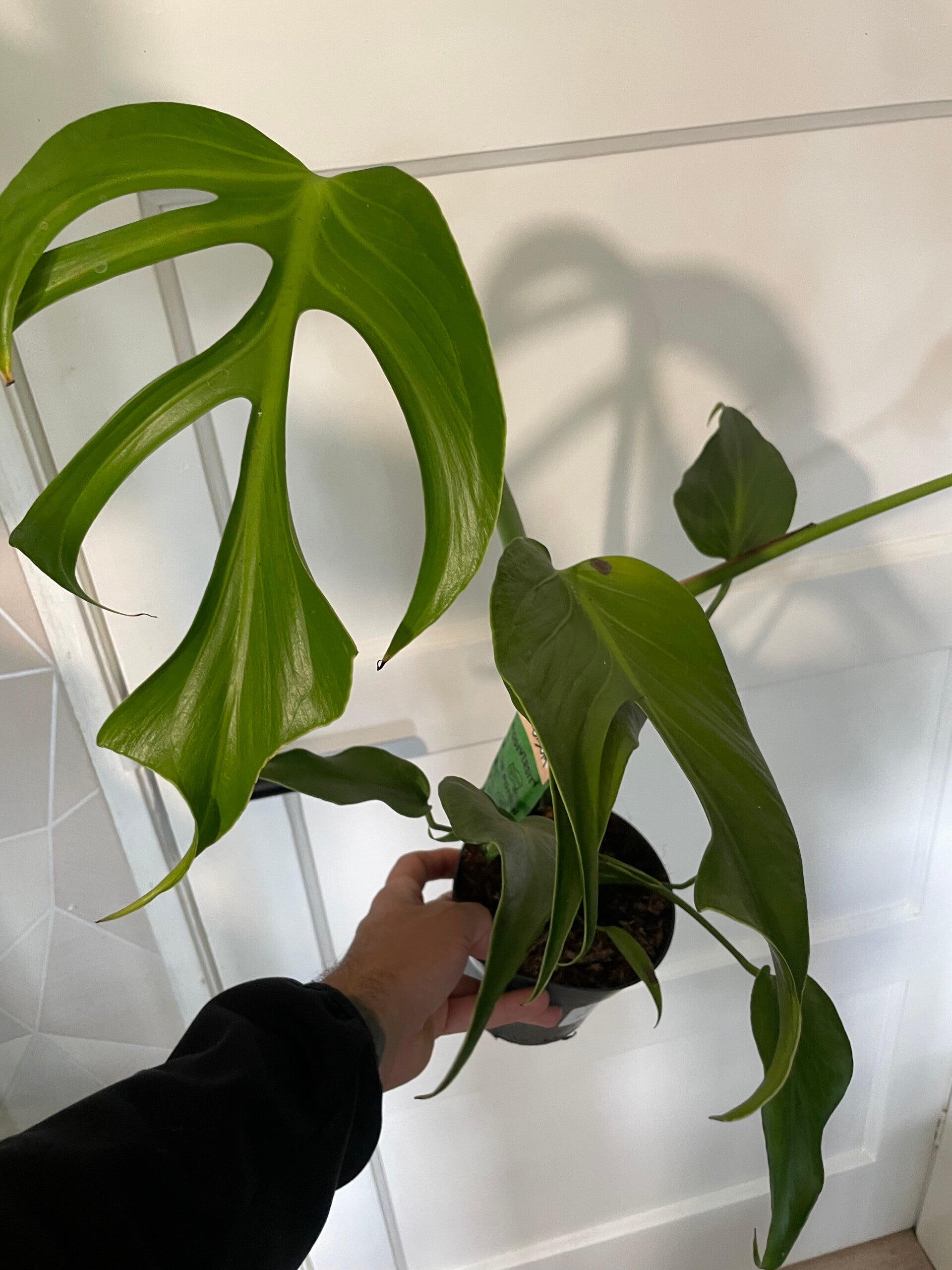 Monstera Burle Marx Flame