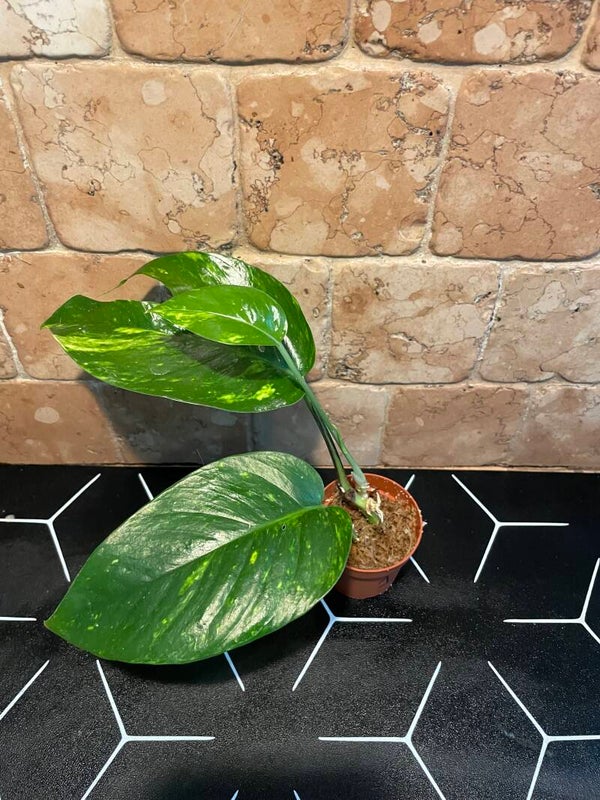 Epipremnum Gold Finger stekje 1