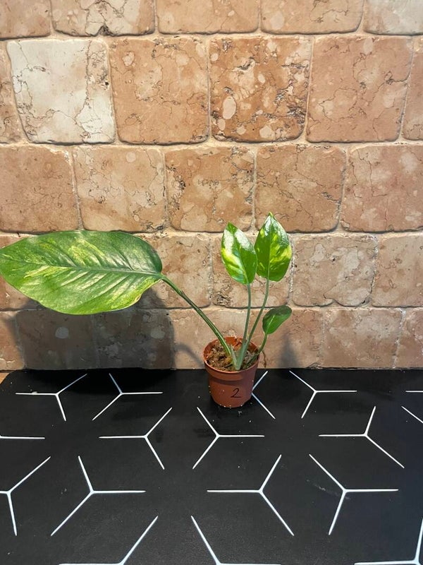 Epipremnum Gold Finger stekje 2