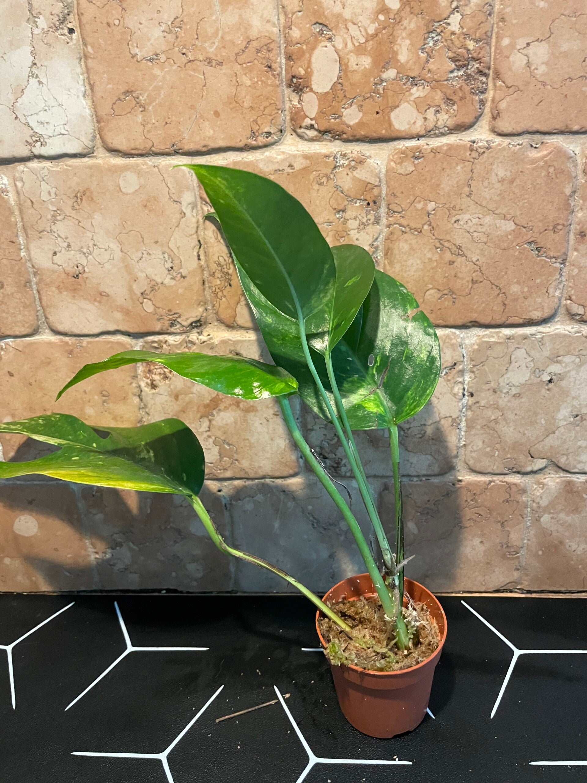 Epipremnum Gold Finger stekje 3
