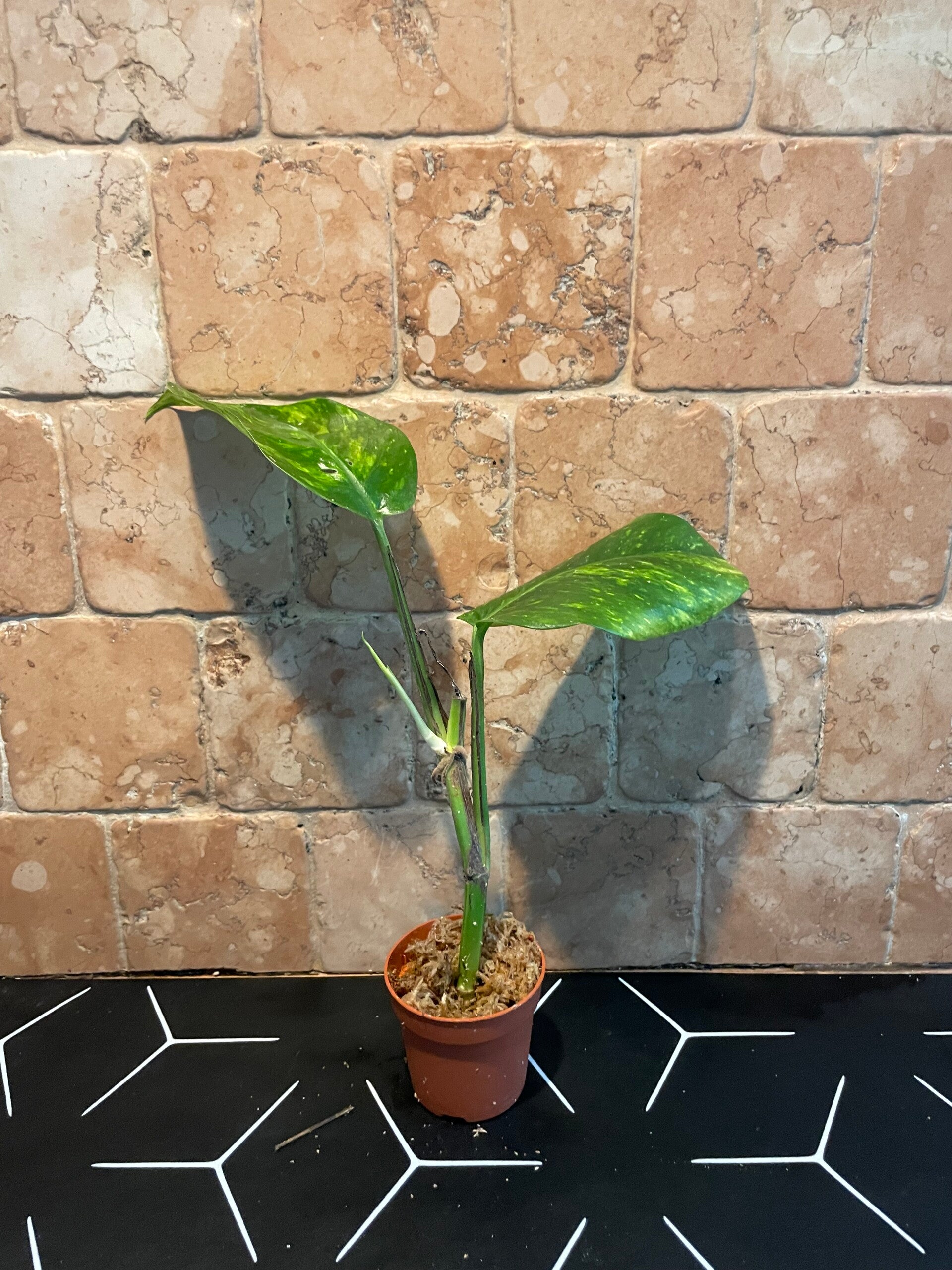 Epipremnum Gold Finger stekje 4