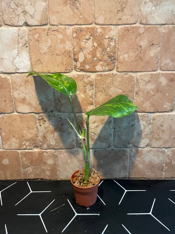 Epipremnum Gold Finger stekje 4