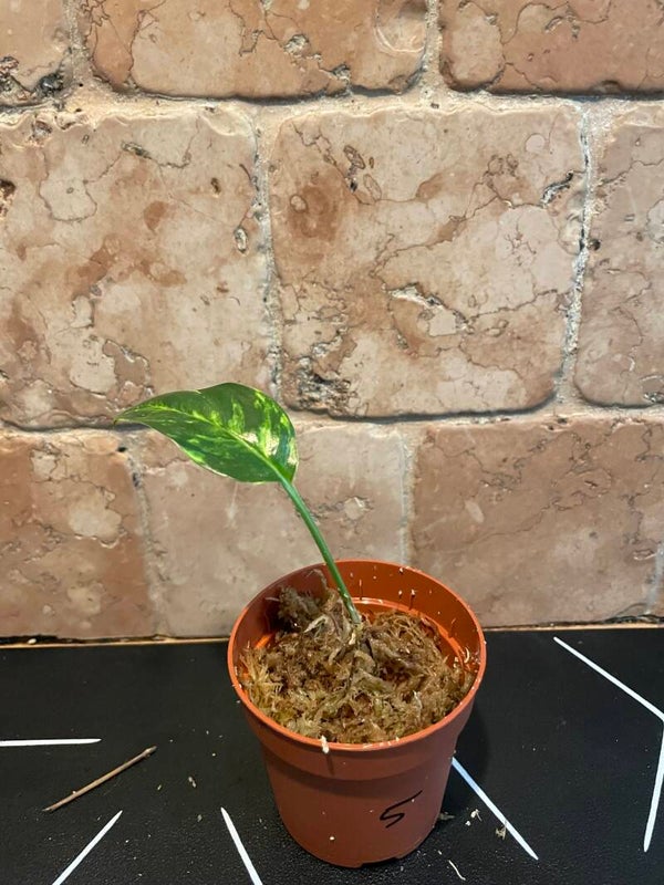 Epipremnum Gold Finger stekje 5