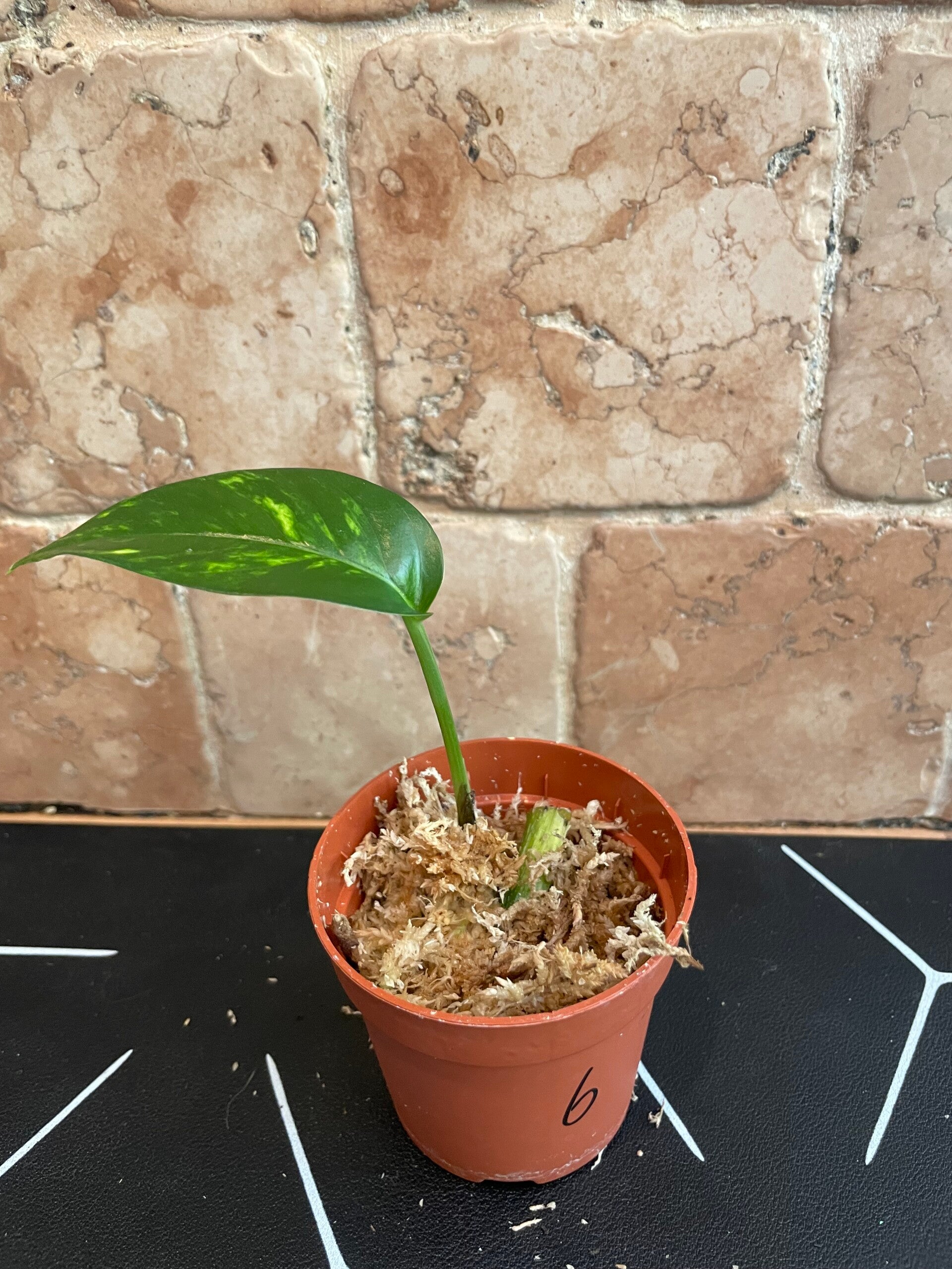 Epipremnum Gold Finger stekje 6