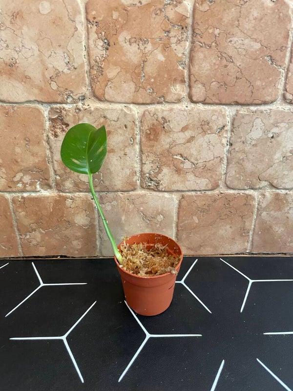 Epipremnum Gold Finger stekje 7