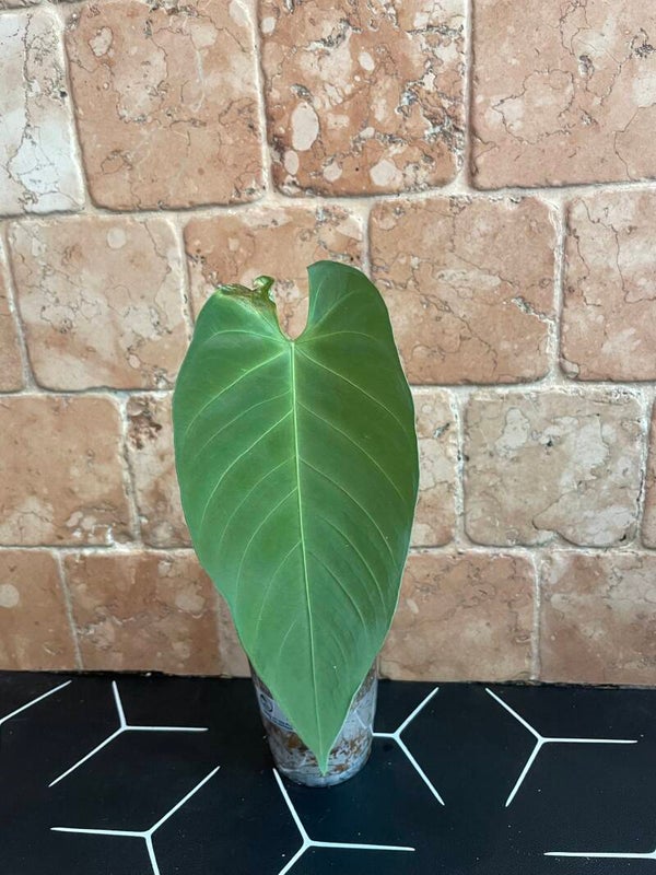 Anthurium Queremalense stekje