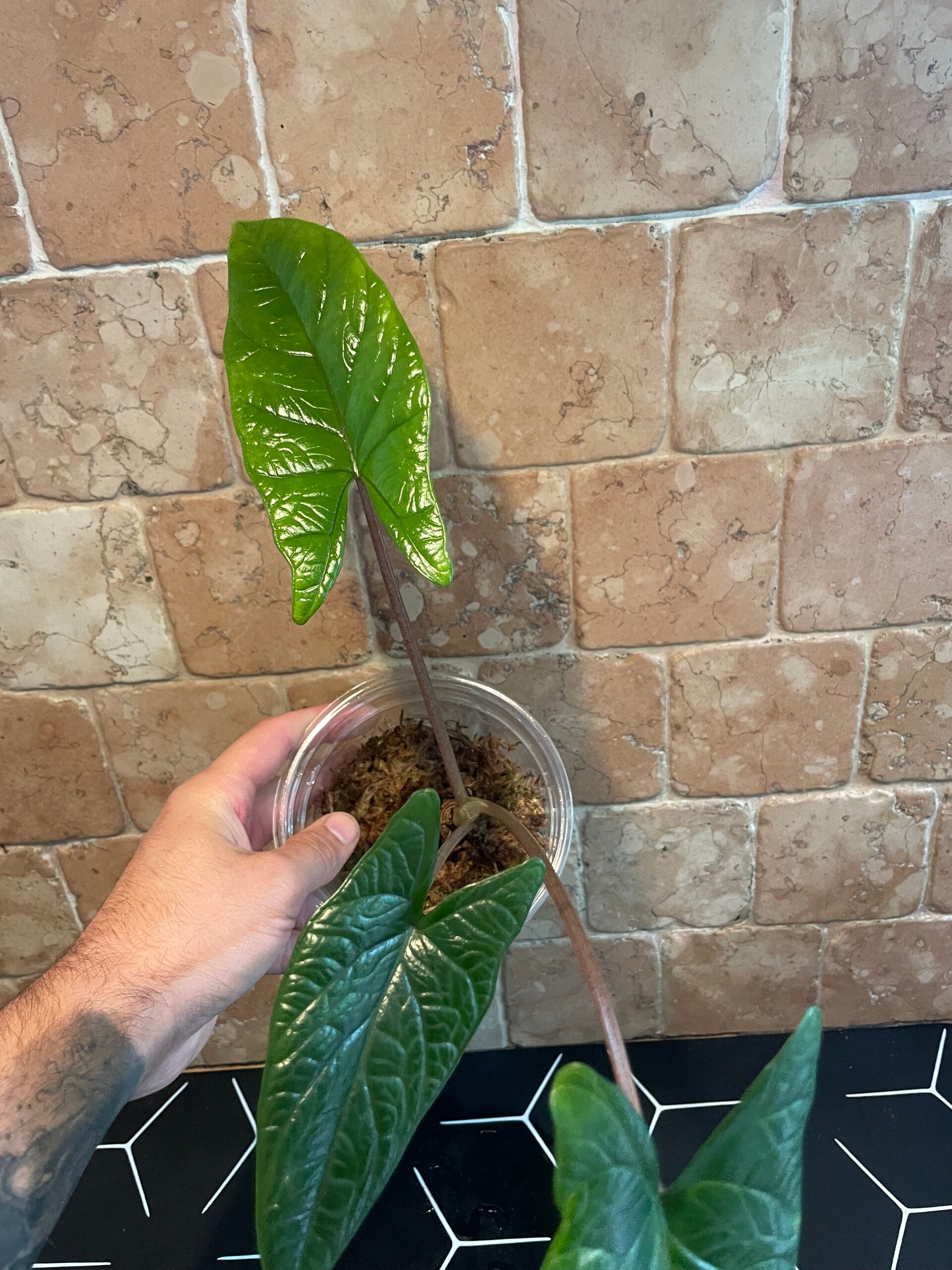 Alocasia Scalprum stekje 1