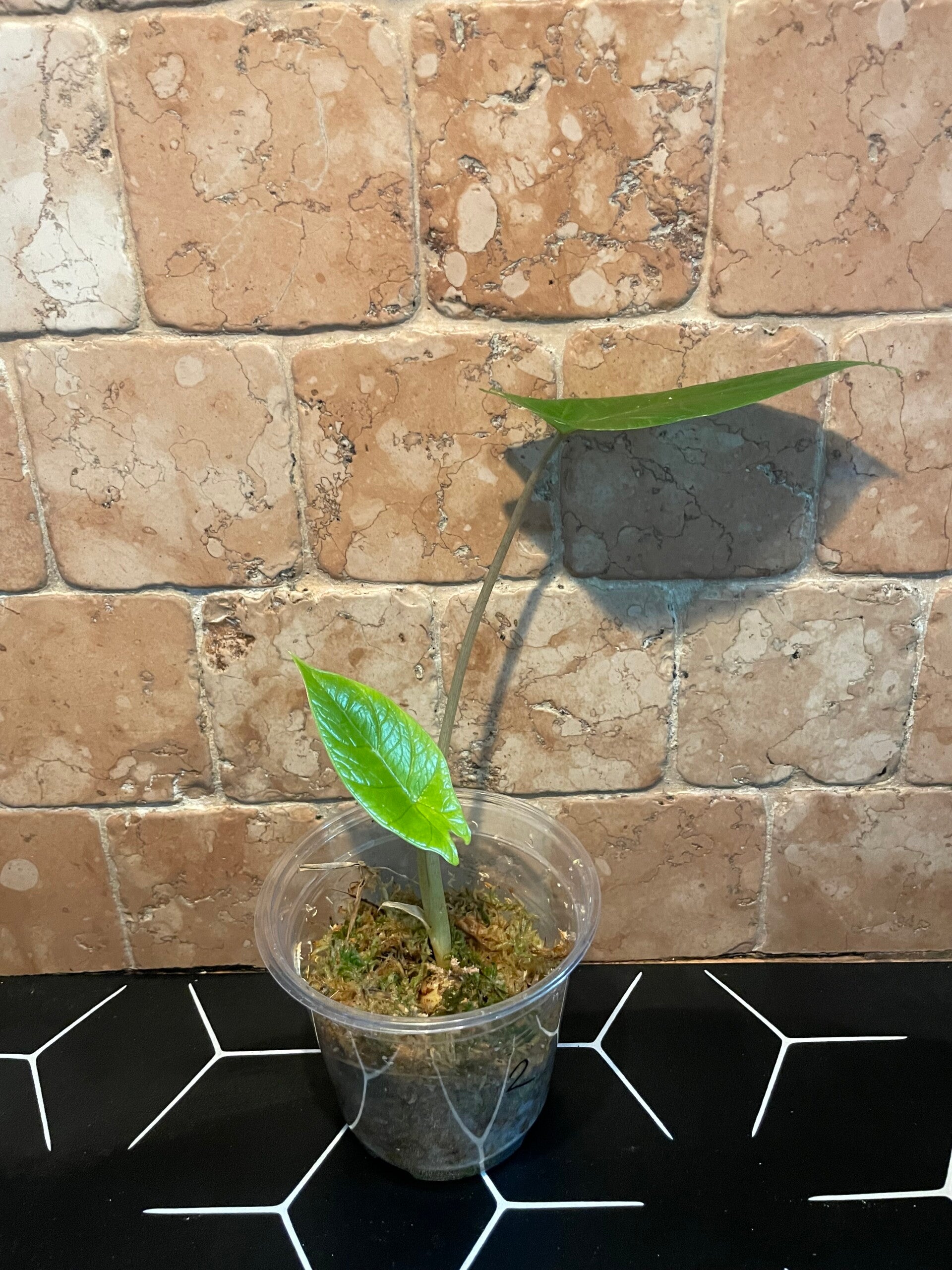 Alocasia Scalprum stekje 2