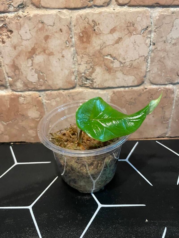 Alocasia Scalprum stekje 3