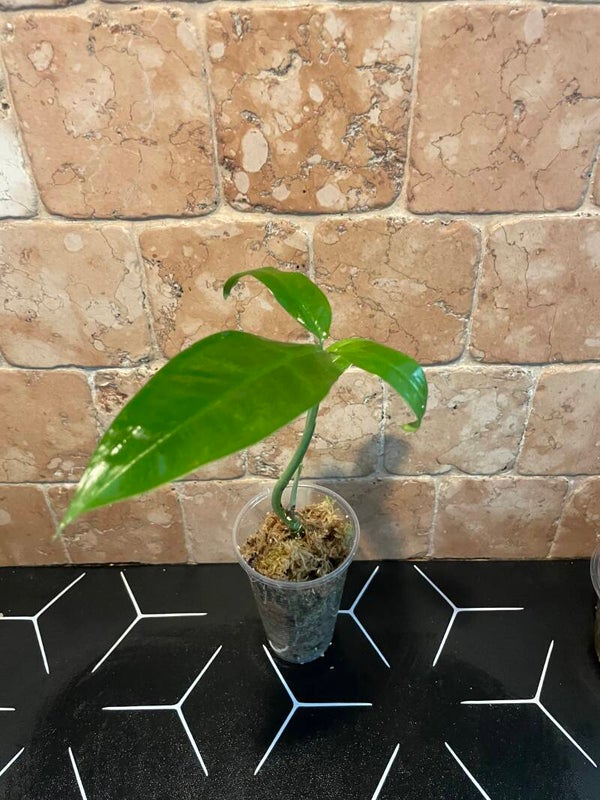 Philodendron 69686 stekje