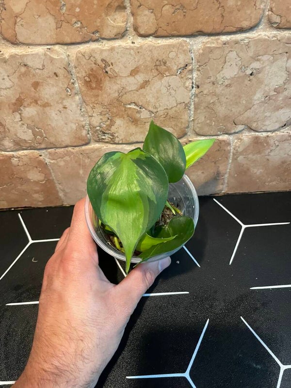 Philodendron scandens stekje