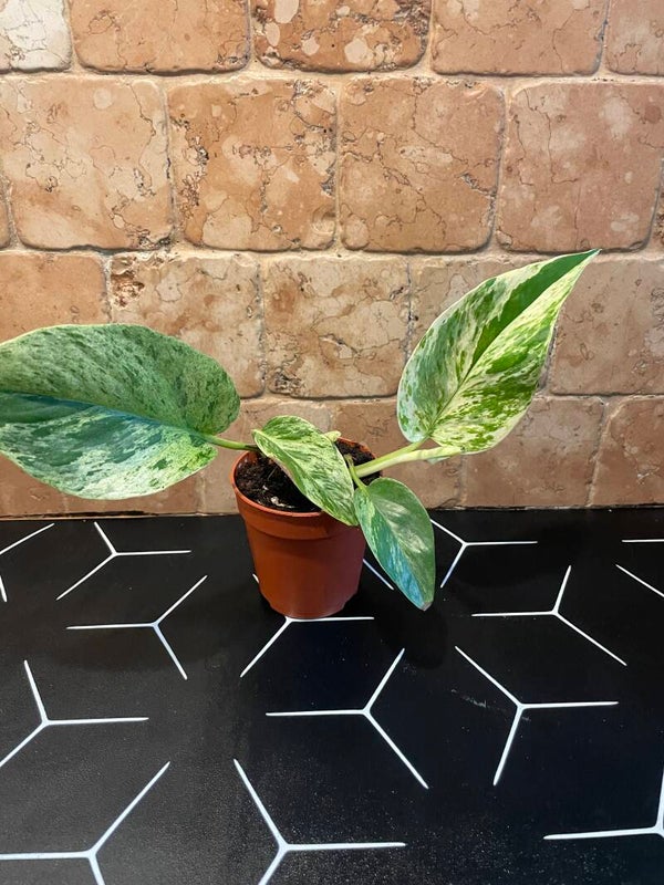 Epipremnum Marble Queen stekje